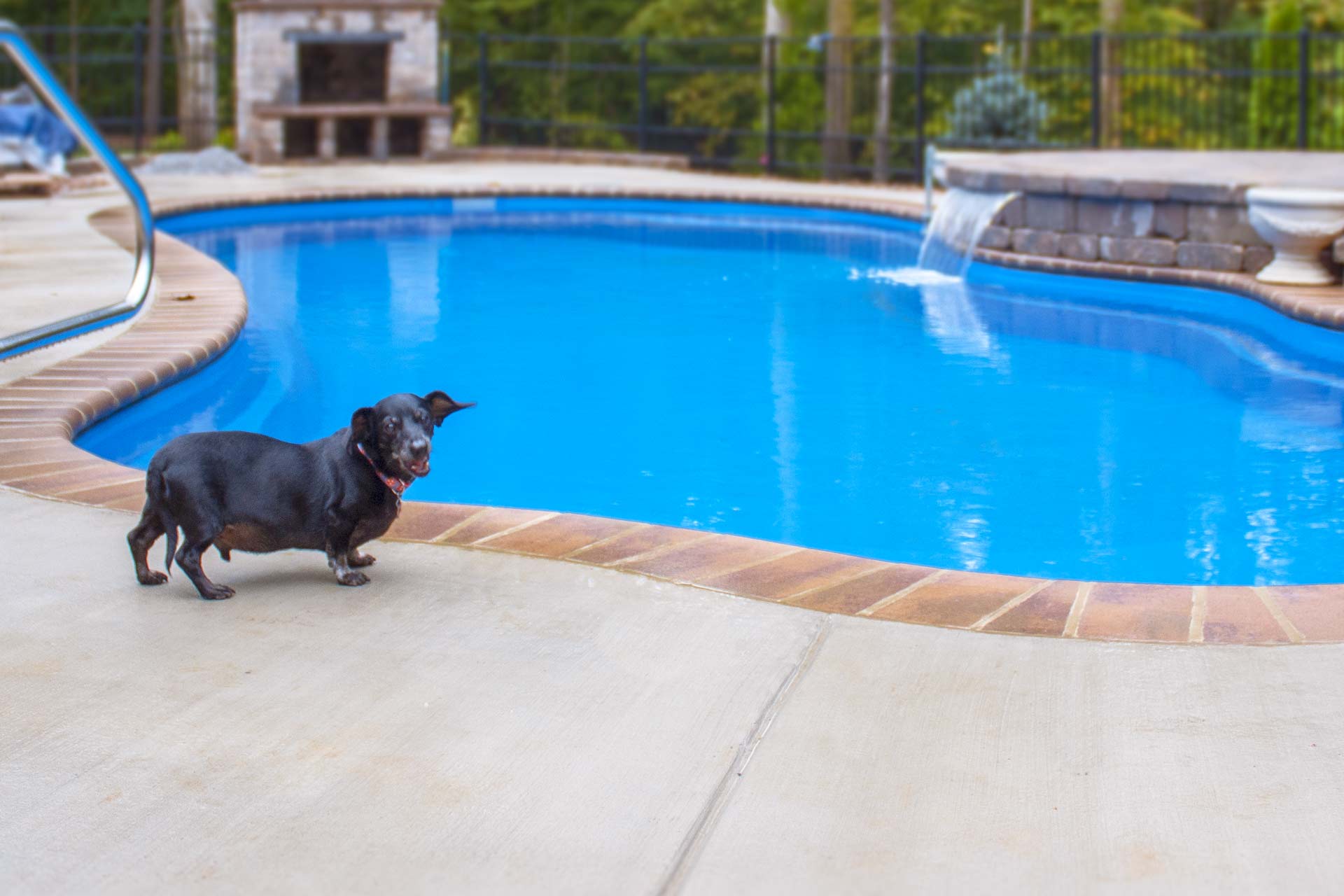 fiberglass dog pool