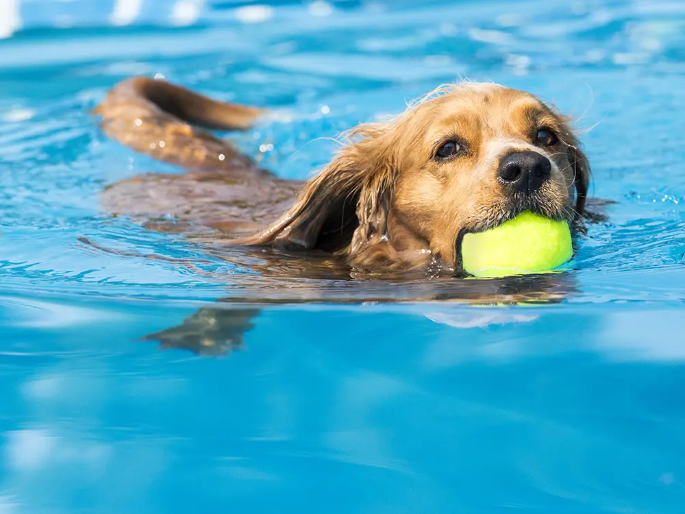Imagine Pools guide to letting your pet enjoy your pool
