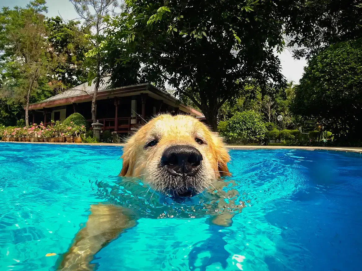 Why fiberglass pools are great for pets