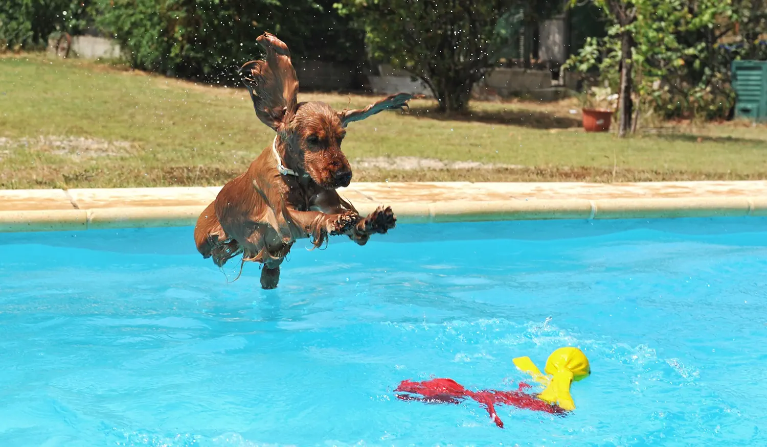 making a splash with your pets in a fiberglass pool